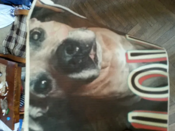 Zaginął pies, Łódź, 29 marca 2024