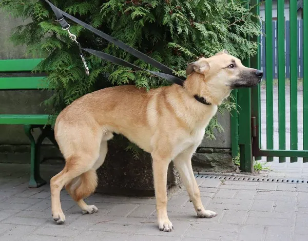 Znaleziono psa, Łódź, 29 marca 2024 (1/5)