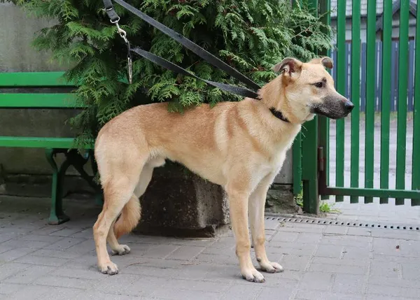 Znaleziono psa, Łódź, 29 marca 2024 (3/5)