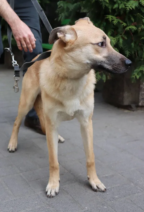 Znaleziono psa, Łódź, 29 marca 2024 (4/5)