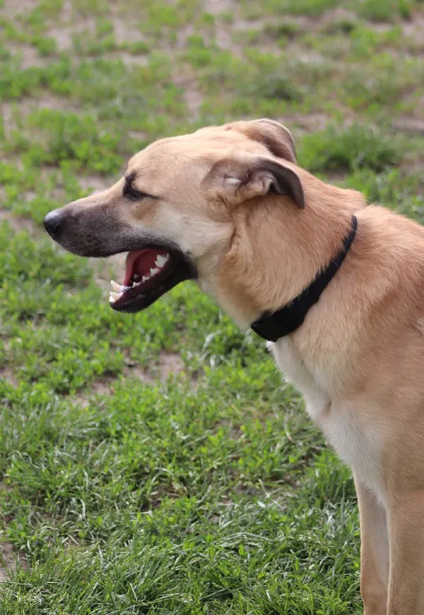 Znaleziono psa, Łódź, 29 marca 2024 (5/5)