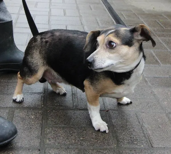 Znaleziono psa, Łódź, 27 marca 2024 (1/5)