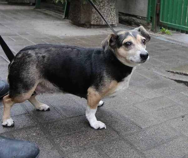 Znaleziono psa, Łódź, 27 marca 2024 (2/5)