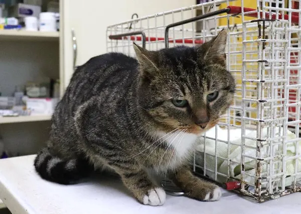 Znaleziono kota, Łódź, 29 marca 2024 (1/2)