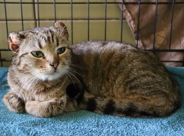 Znaleziono kota, Łódź, 28 marca 2024 (1/5)