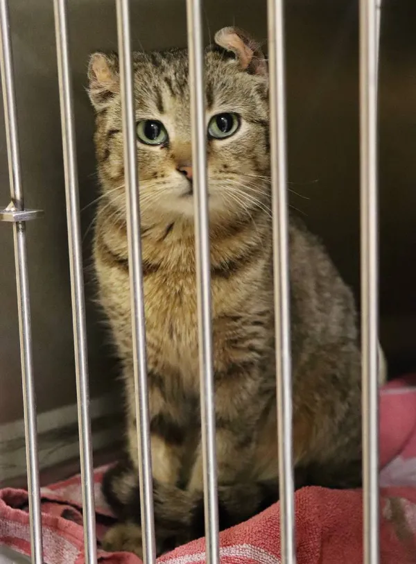 Znaleziono kota, Łódź, 28 marca 2024 (4/5)