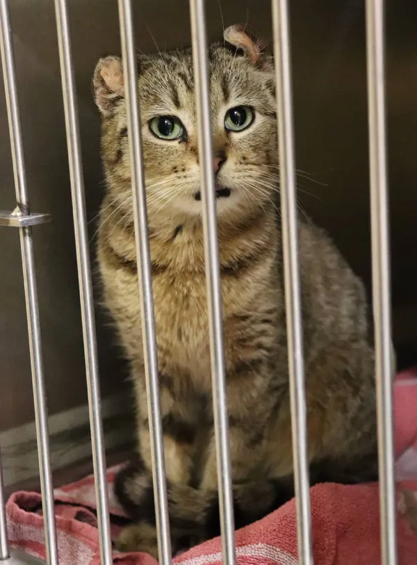 Znaleziono kota, Łódź, 28 marca 2024 (5/5)