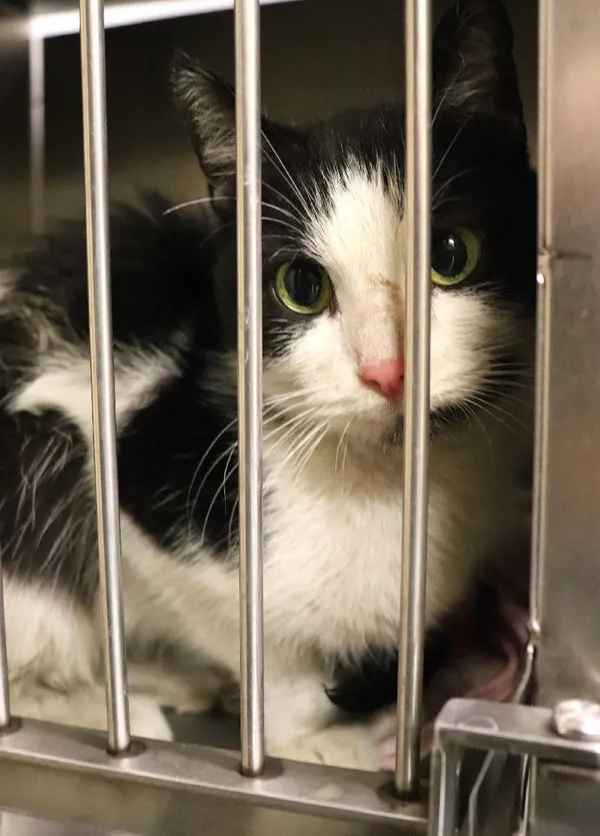 Znaleziono kota, Łódź, 30 marca 2024 (1/3)