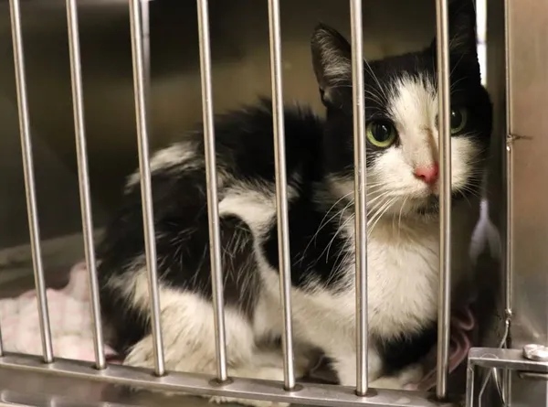 Znaleziono kota, Łódź, 30 marca 2024 (2/3)