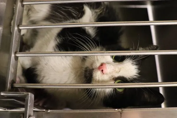 Znaleziono kota, Łódź, 30 marca 2024 (3/3)