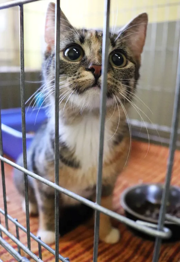 Znaleziono kota, Łódź, 30 marca 2024 (1/2)