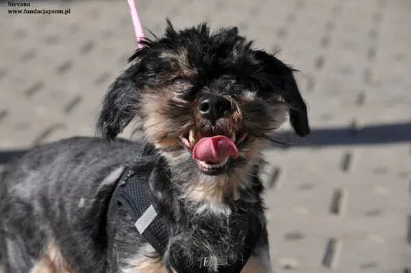 Pies do adopcji, Nowy Dwór Mazowiecki, 30 marca 2024 (1/5)