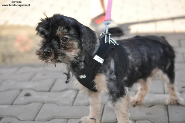 Pies do adopcji, Nowy Dwór Mazowiecki, 30 marca 2024 (2/5)
