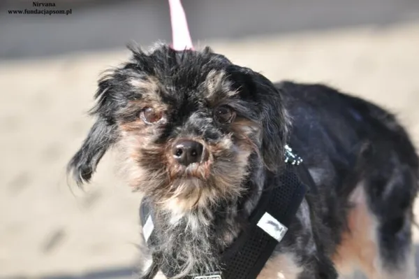 Pies do adopcji, Nowy Dwór Mazowiecki, 30 marca 2024 (3/5)