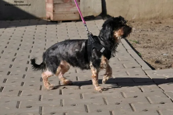 Pies do adopcji, Nowy Dwór Mazowiecki, 30 marca 2024 (4/5)