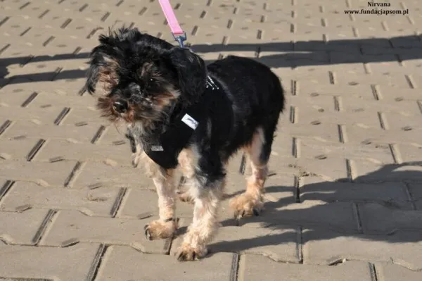 Pies do adopcji, Nowy Dwór Mazowiecki, 30 marca 2024 (5/5)