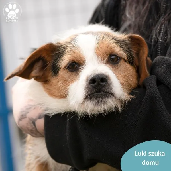 Pies do adopcji, Dąbrówka, 30 marca 2024 (4/5)