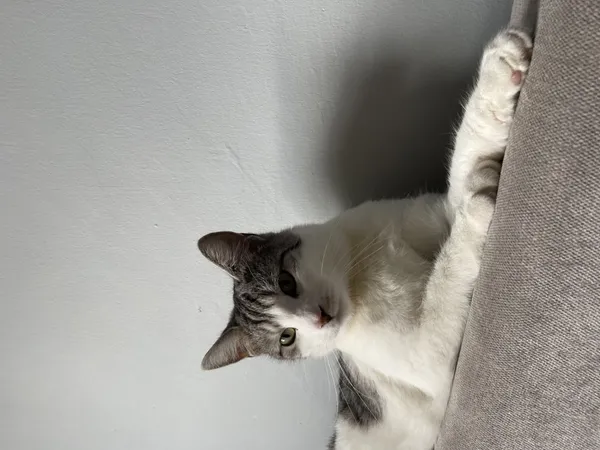 Zaginął kot, Łódź, 31 marca 2024