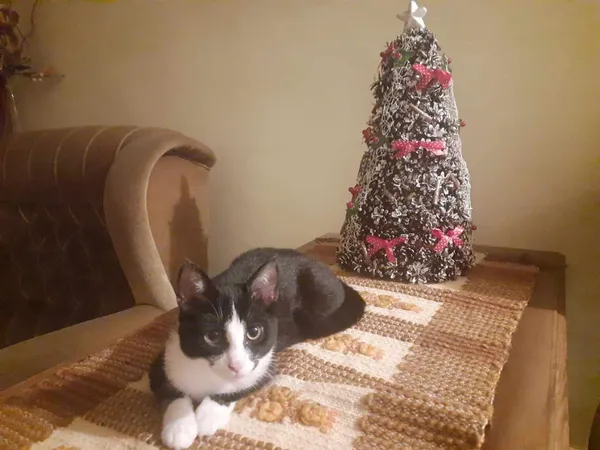 Zaginął kot, Bydgoszcz, 1 kwietnia 2024 (1/2)