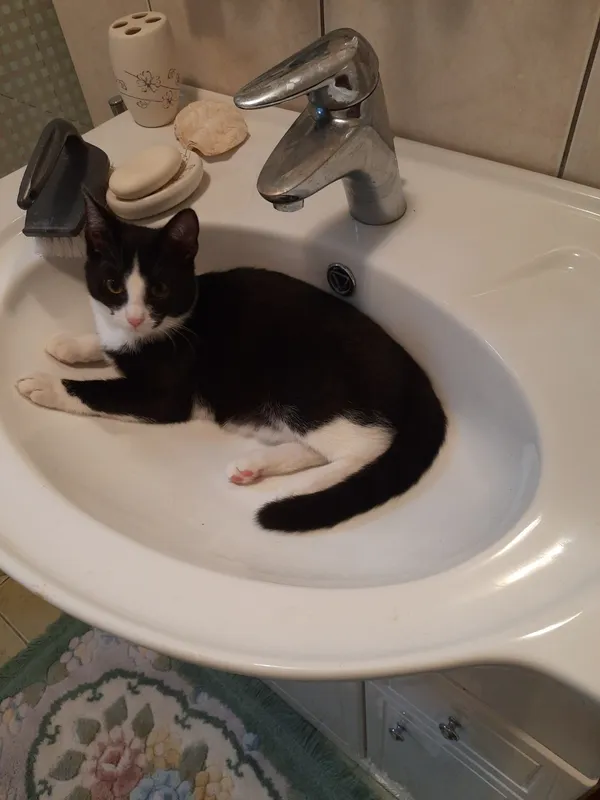 Zaginął kot, Bydgoszcz, 1 kwietnia 2024 (2/2)