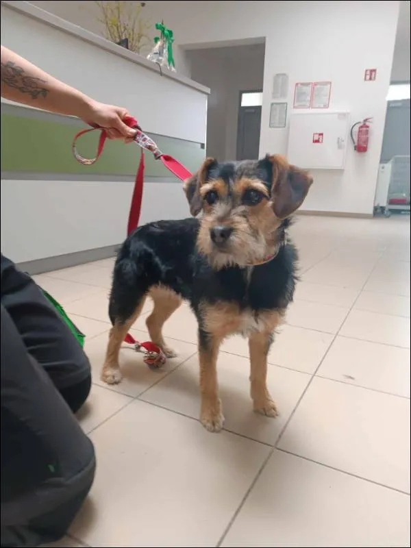 Znaleziono psa, Grudziądz, 1 kwietnia 2024