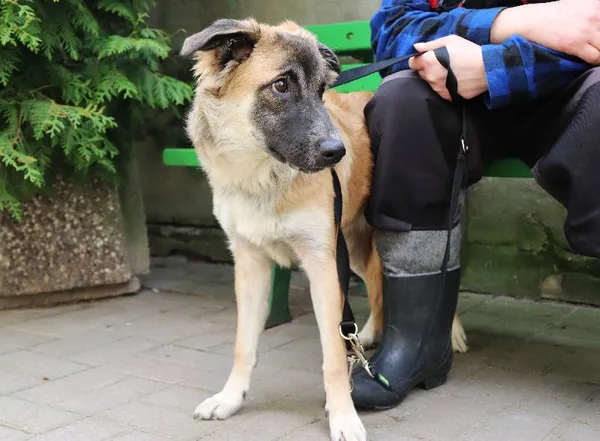 Znaleziono psa, Łódź, 30 marca 2024 (2/5)