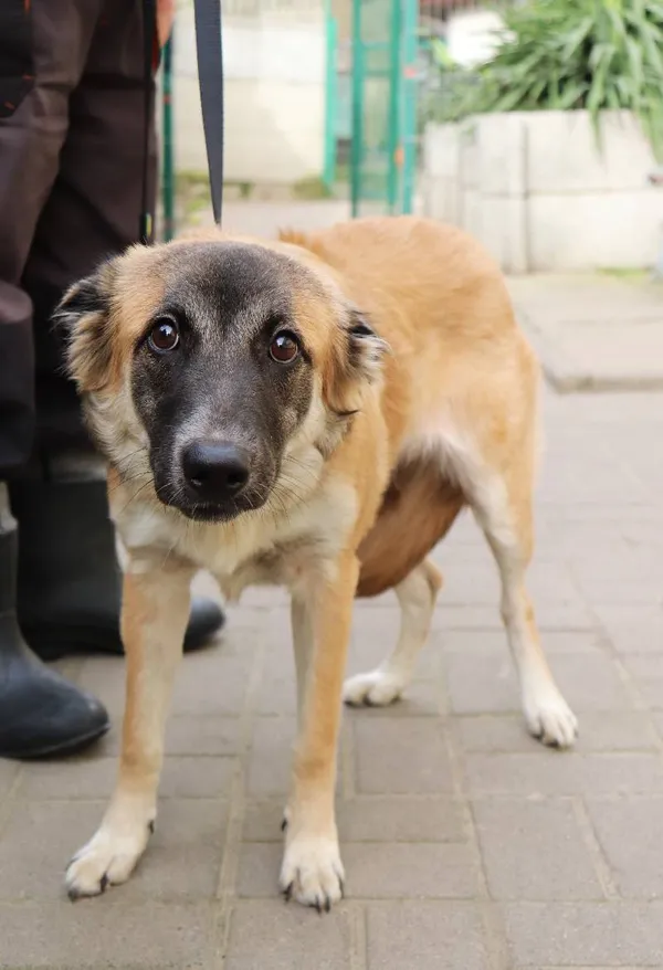 Znaleziono psa, Łódź, 30 marca 2024 (3/5)