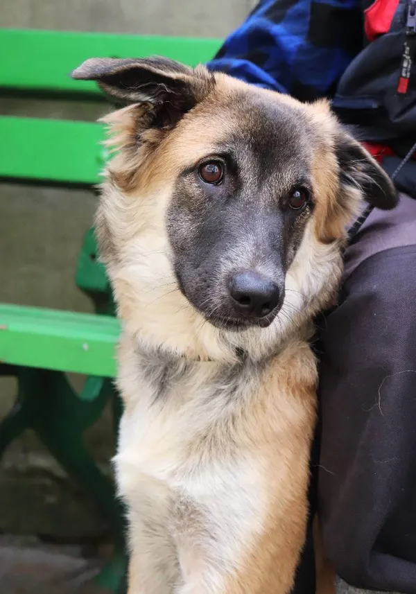 Znaleziono psa, Łódź, 30 marca 2024 (4/5)