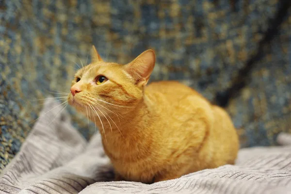 Znaleziono kota, Sosnowiec, 30 marca 2024 (1/5)