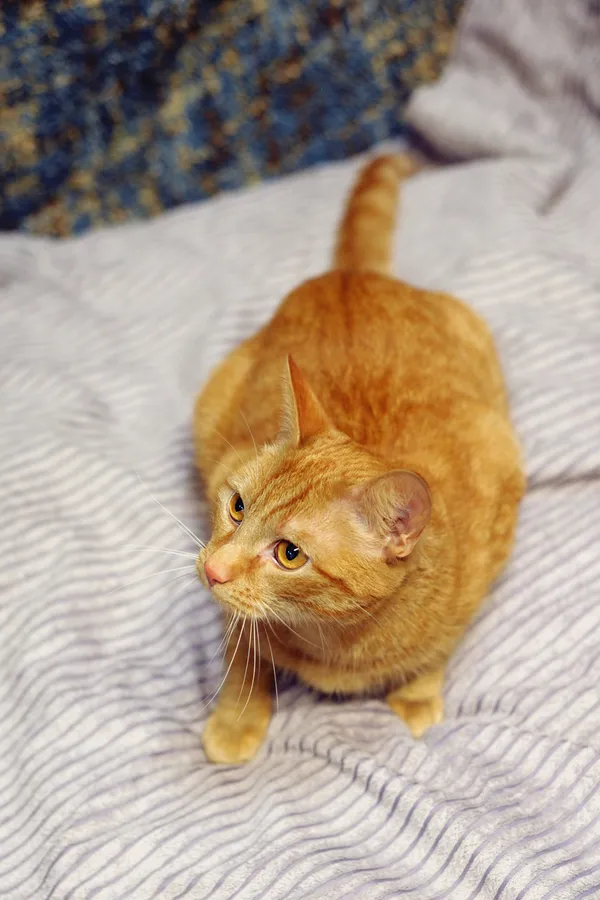 Znaleziono kota, Sosnowiec, 30 marca 2024 (3/5)