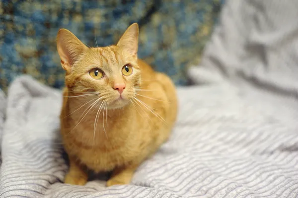 Znaleziono kota, Sosnowiec, 30 marca 2024 (4/5)