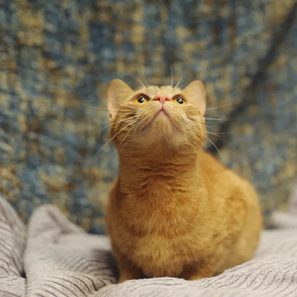 Znaleziono kota, Sosnowiec, 30 marca 2024 (5/5)