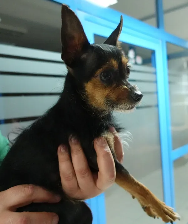 Znaleziono psa, Gdańsk, 2 kwietnia 2024