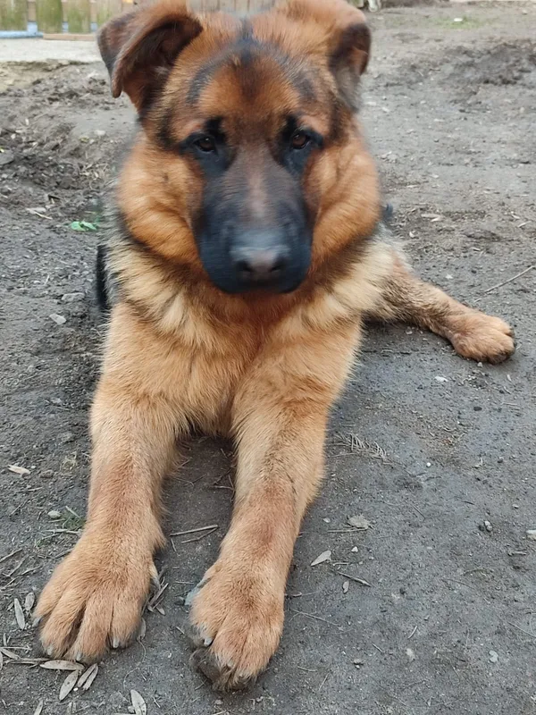 Znaleziono psa, gmina Gryfino, 2 kwietnia 2024 (5/5)