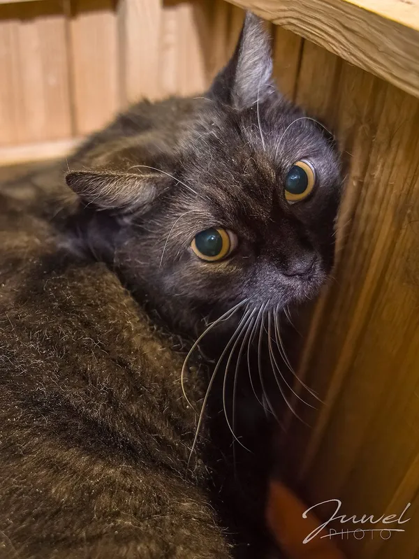 Kot do adopcji, Sopot, 2 kwietnia 2024 (2/5)