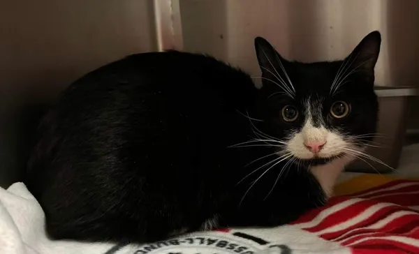 Znaleziono kota, Lublin, 1 kwietnia 2024