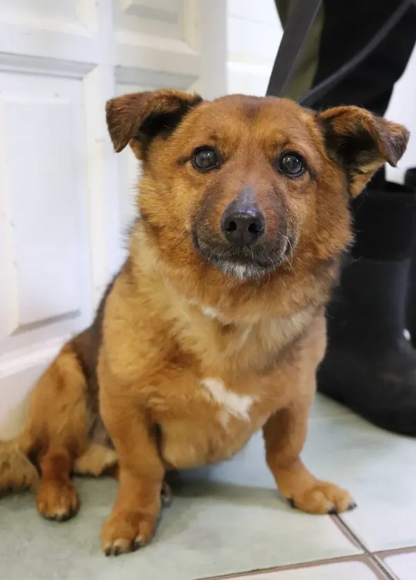 Znaleziono psa, Łódź, 17 kwietnia 2025 (2/5)