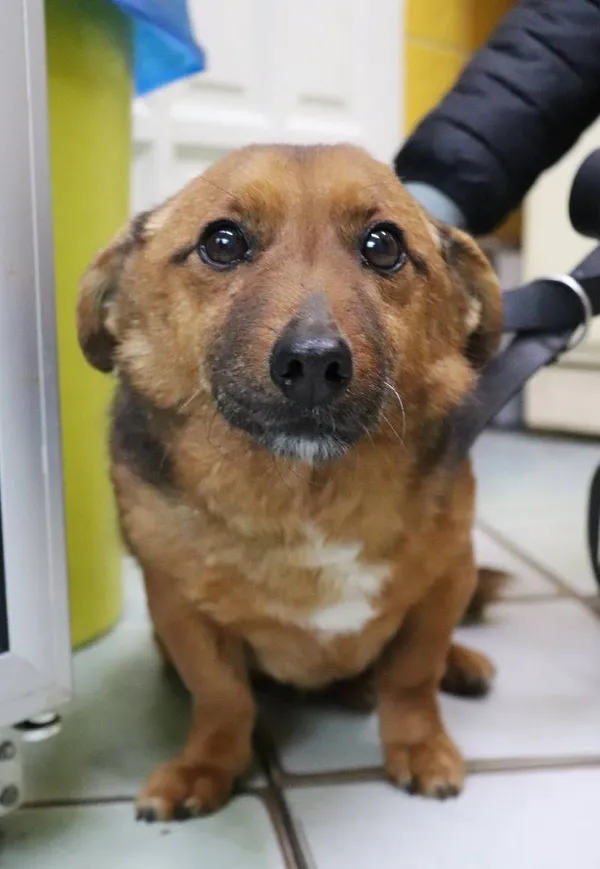 Znaleziono psa, Łódź, 17 kwietnia 2025 (3/5)