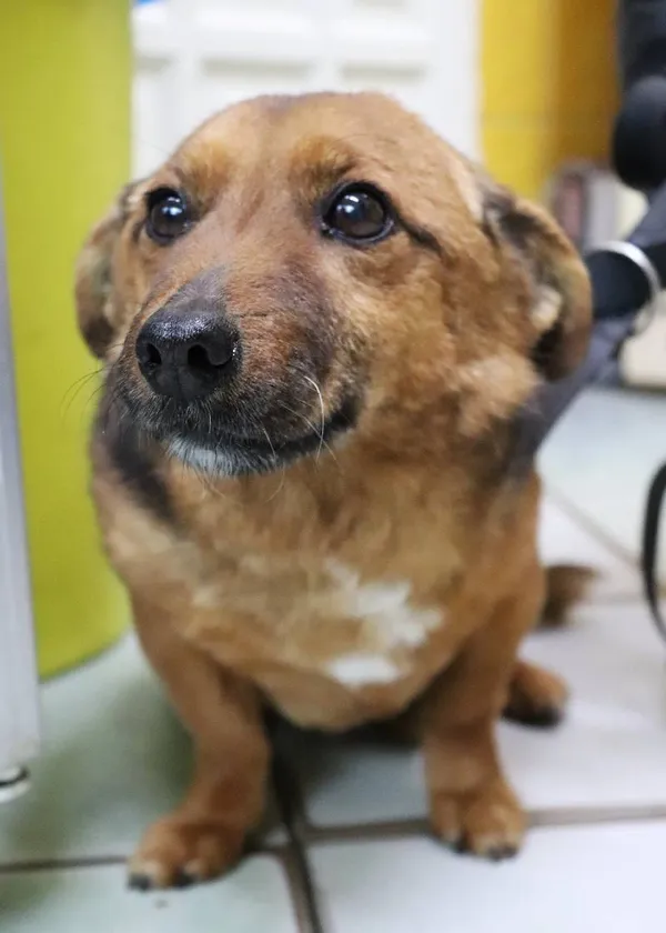 Znaleziono psa, Łódź, 17 kwietnia 2025 (4/5)