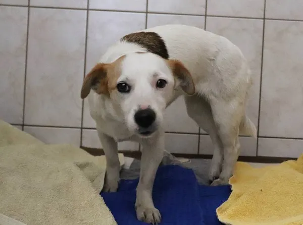 Znaleziono psa, Łódź, 1 kwietnia 2024 (1/5)