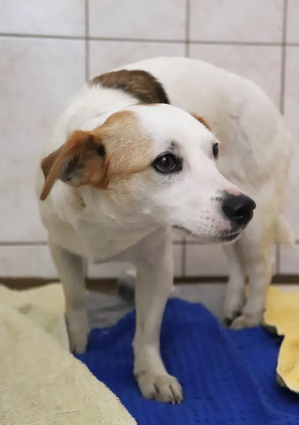 Znaleziono psa, Łódź, 1 kwietnia 2024 (2/5)