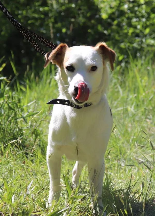 Znaleziono psa, Łódź, 1 kwietnia 2024 (3/5)