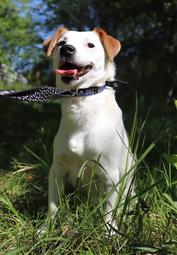 Znaleziono psa, Łódź, 1 kwietnia 2024 (4/5)