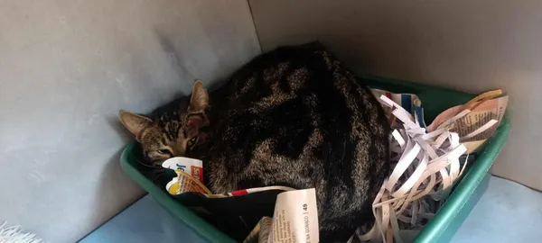 Znaleziono kota, Toruń, 28 marca 2024