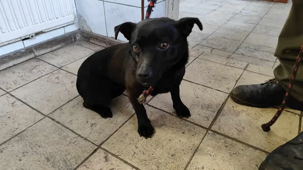 Znaleziono psa, Toruń, 28 marca 2024