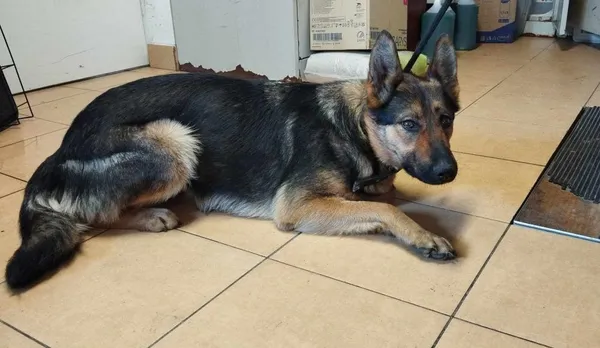 Znaleziono psa, Toruń, 27 marca 2024