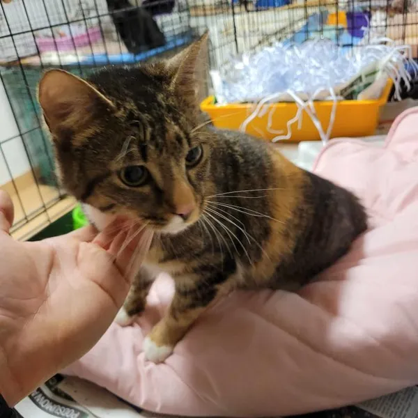 Znaleziono kota, Toruń, 27 marca 2024