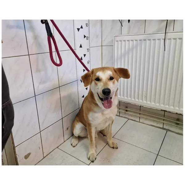 Znaleziono psa, Białystok, 30 marca 2024