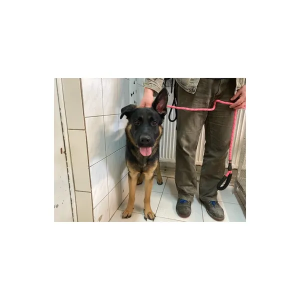 Znaleziono psa, Białystok, 31 marca 2024