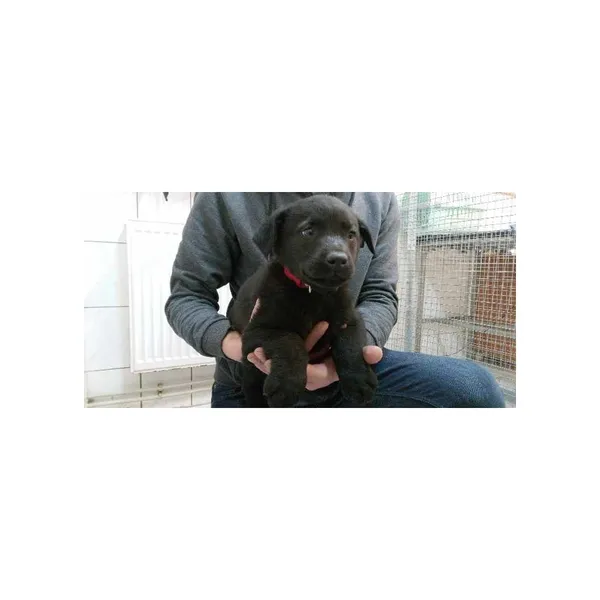 Znaleziono psa, Białystok, 31 marca 2024